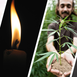 women holding a bundle of cannabis branches and man showing a small cannabis plant